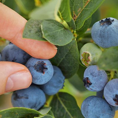 Porque tus plantas de arándano tienen bajo calibre