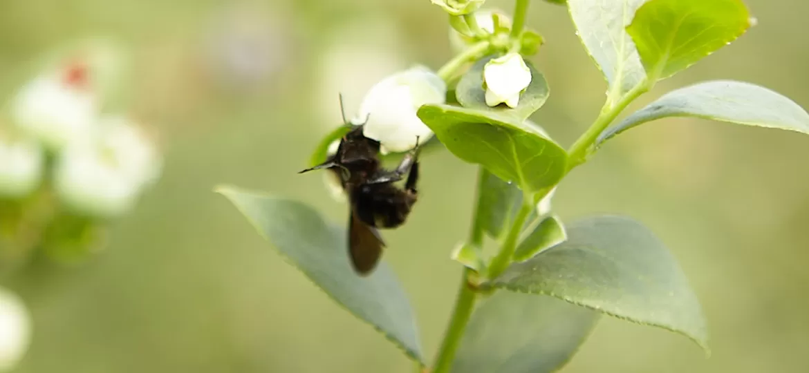 Importancia de las abejas melíferas