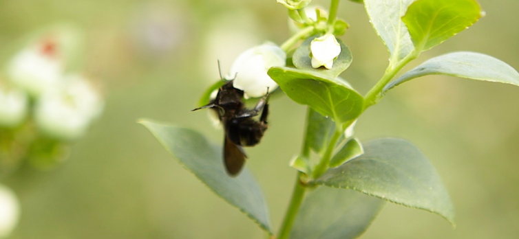 La importancia de la fuerza de las colonias de abejas