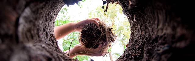 Como realizar los hoyos donde se sembraran las plantas de arandano