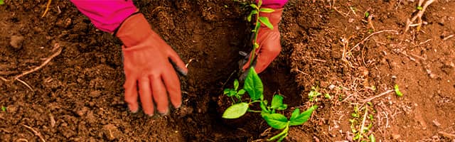 Plantacion o siembra de plantas de arandano