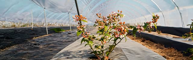 Mantenimiento y cuidados de un cultivo de plantas de arandano