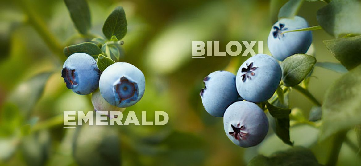 Variedades Emerald y Biloxi en Colombia
