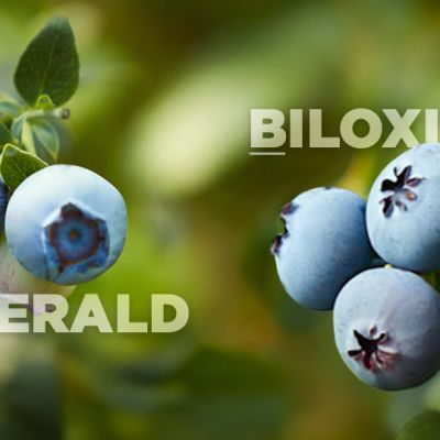 Variedades Emerald y Biloxi en Colombia