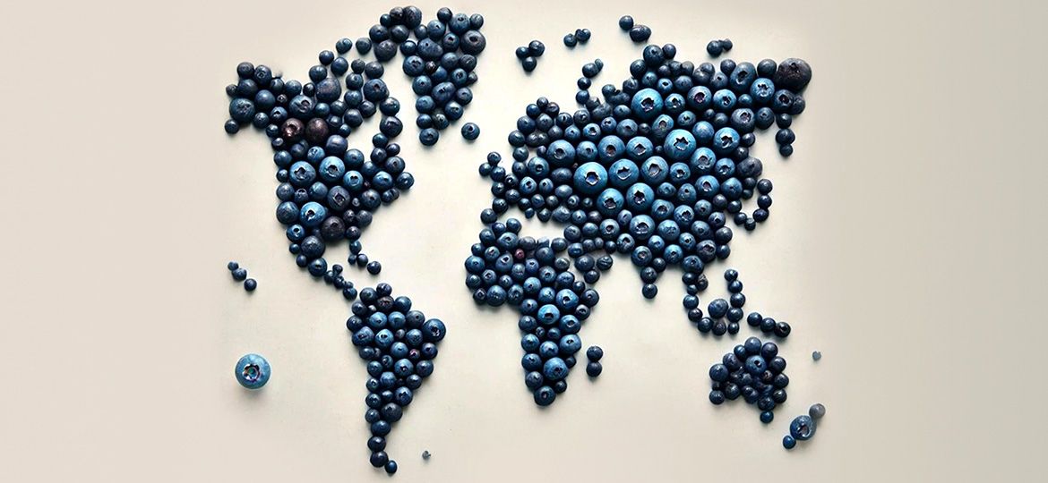 Diversos paises que están incursionando en el mercado de arandanos