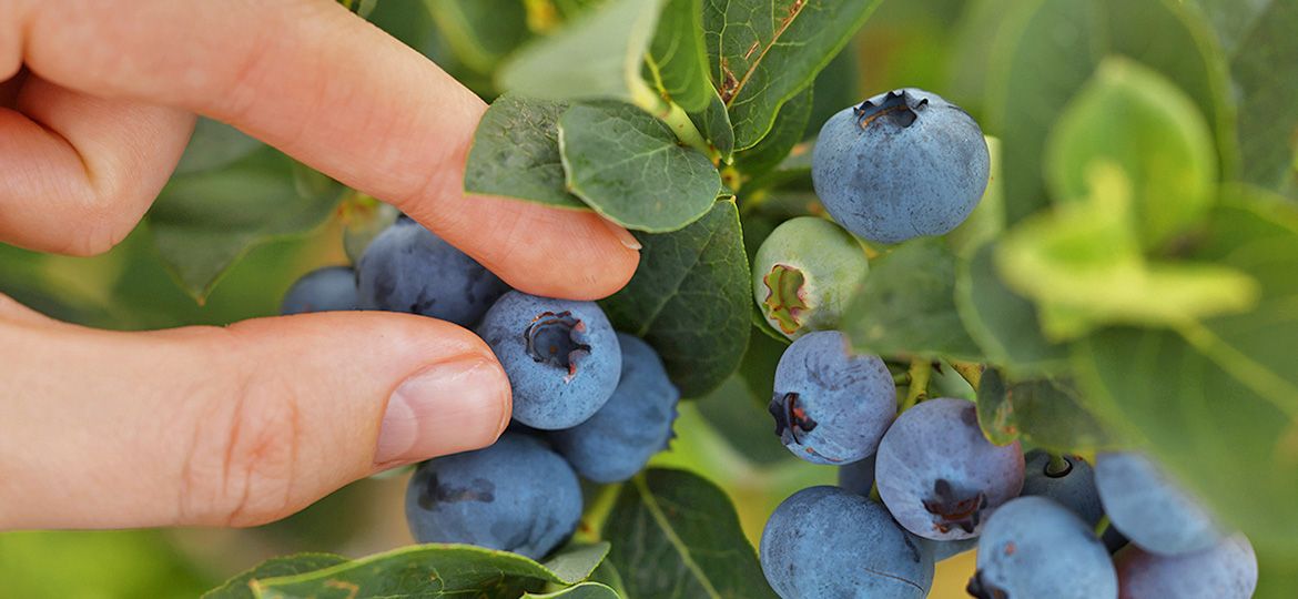 Porque tus plantas de arándano tienen bajo calibre