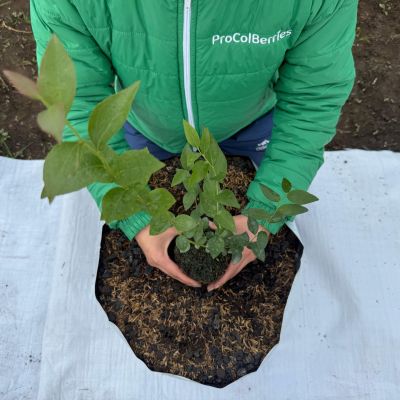 Plantación y siembra de arándanos en Colombia