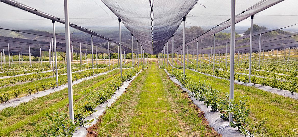 Tipo de cubrimiento para cultivos de arándano