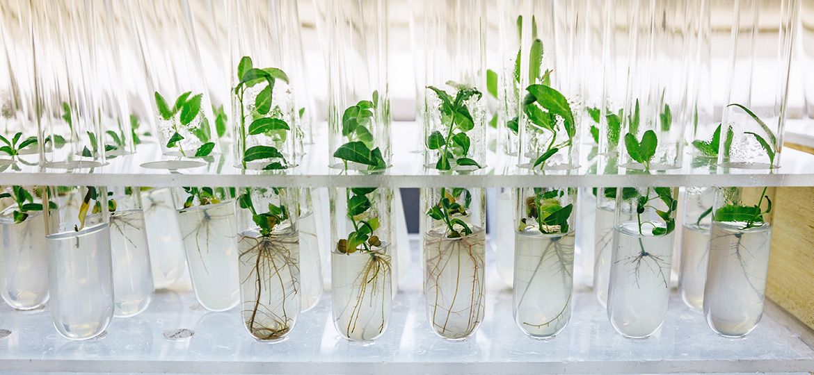 Conoce aquí por qué las plantas de arándanos se producen in vitro en Colombia y no a partir de las semillas.
