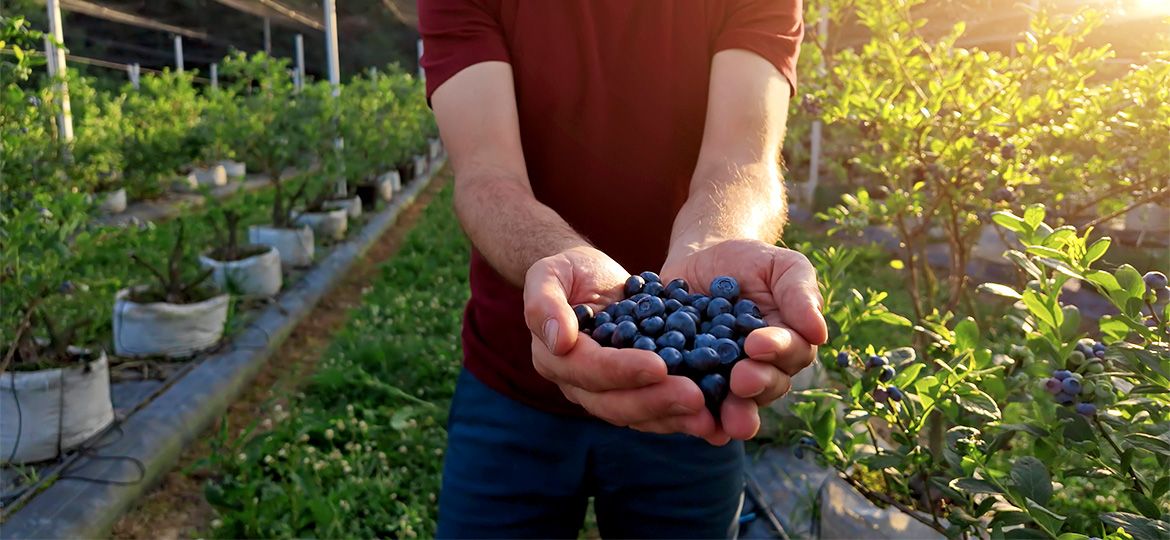 Conoce los tipos de arándanos que existen y cuáles se cultivan en Colombia, sus características y beneficios para productores y consumidores.