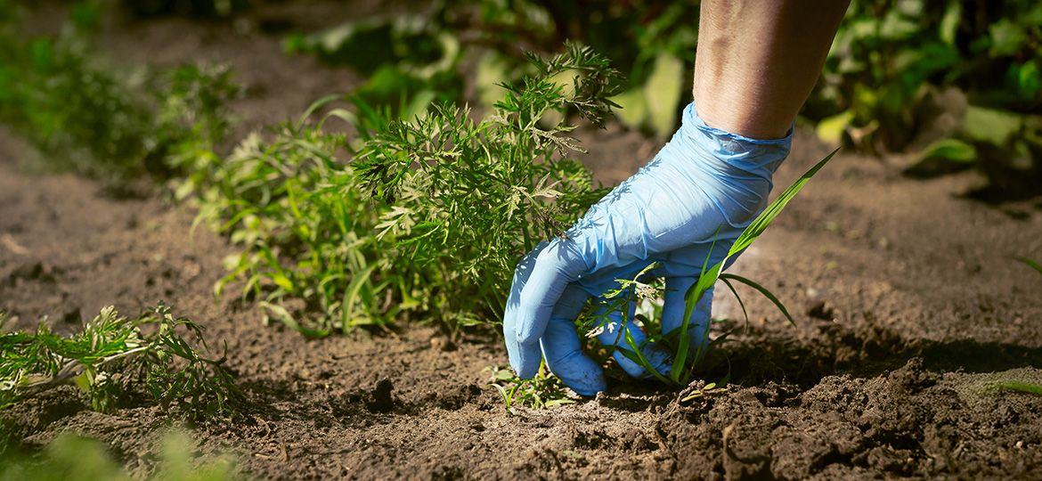 Control de malezas en los arándanos y estado fitosanitario del cultivo ¿Cuál es su relación?