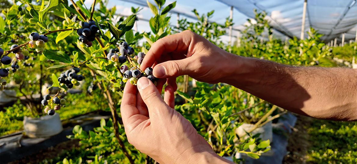 ¿Qué significa el cultivo de plantas perenne?