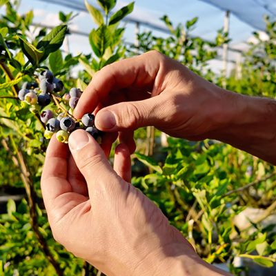 ¿Qué significa el cultivo de plantas perenne?