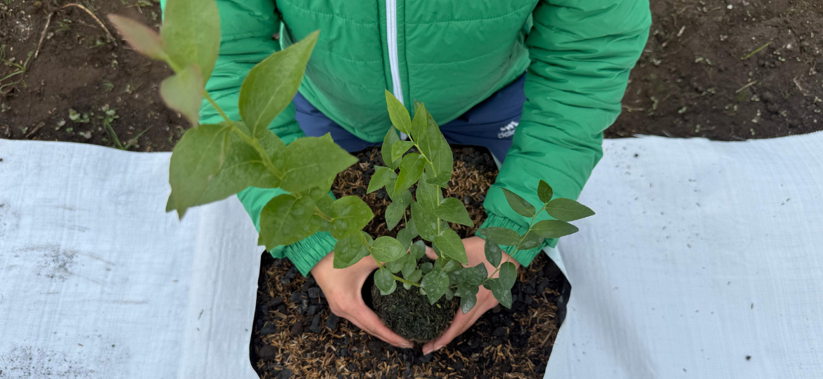 Plantación y siembra de arándanos en Colombia