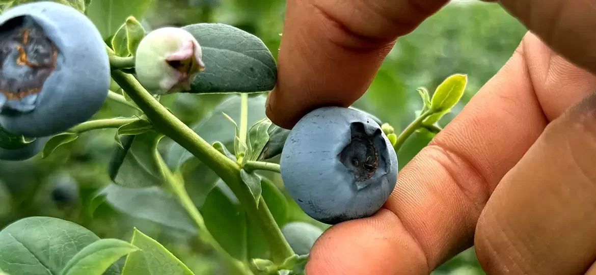 ART-PCB-025-¿Qué-significa-un-cultivo-perenne (1)