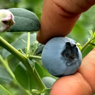 ART-PCB-025-¿Qué-significa-un-cultivo-perenne (1)